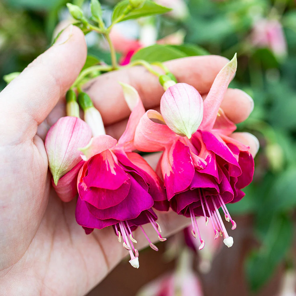 Fuchsia 'Giant Orange King' - S1 - Image 3