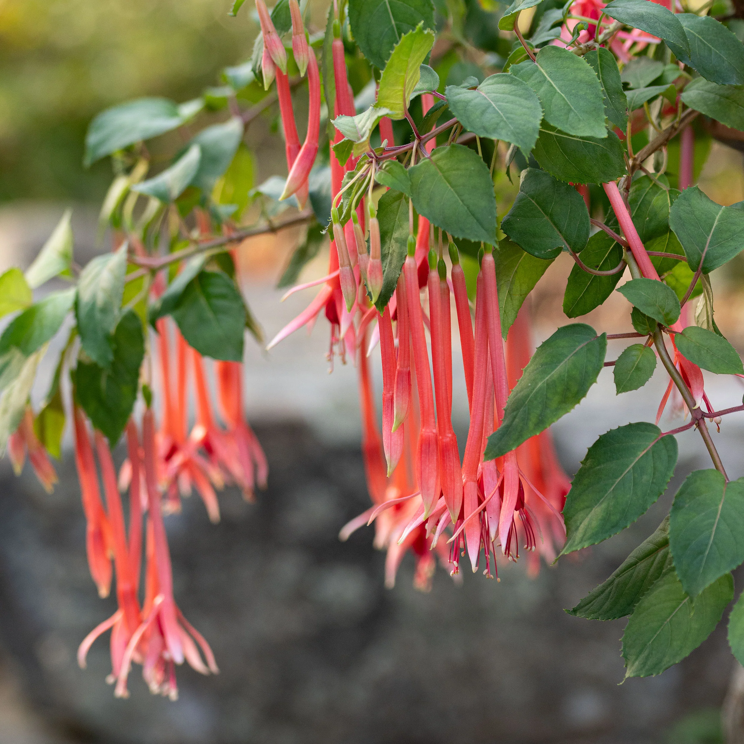 Fuchsia 'Pour le Menneke' - S1 - Image 2