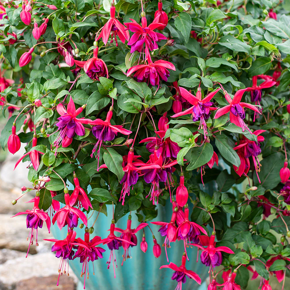 Fuchsia 'Red Shadows' - S1 - Image 3