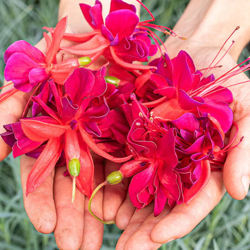 Fuchsia 'Red Shadows' - S1 - Image 4