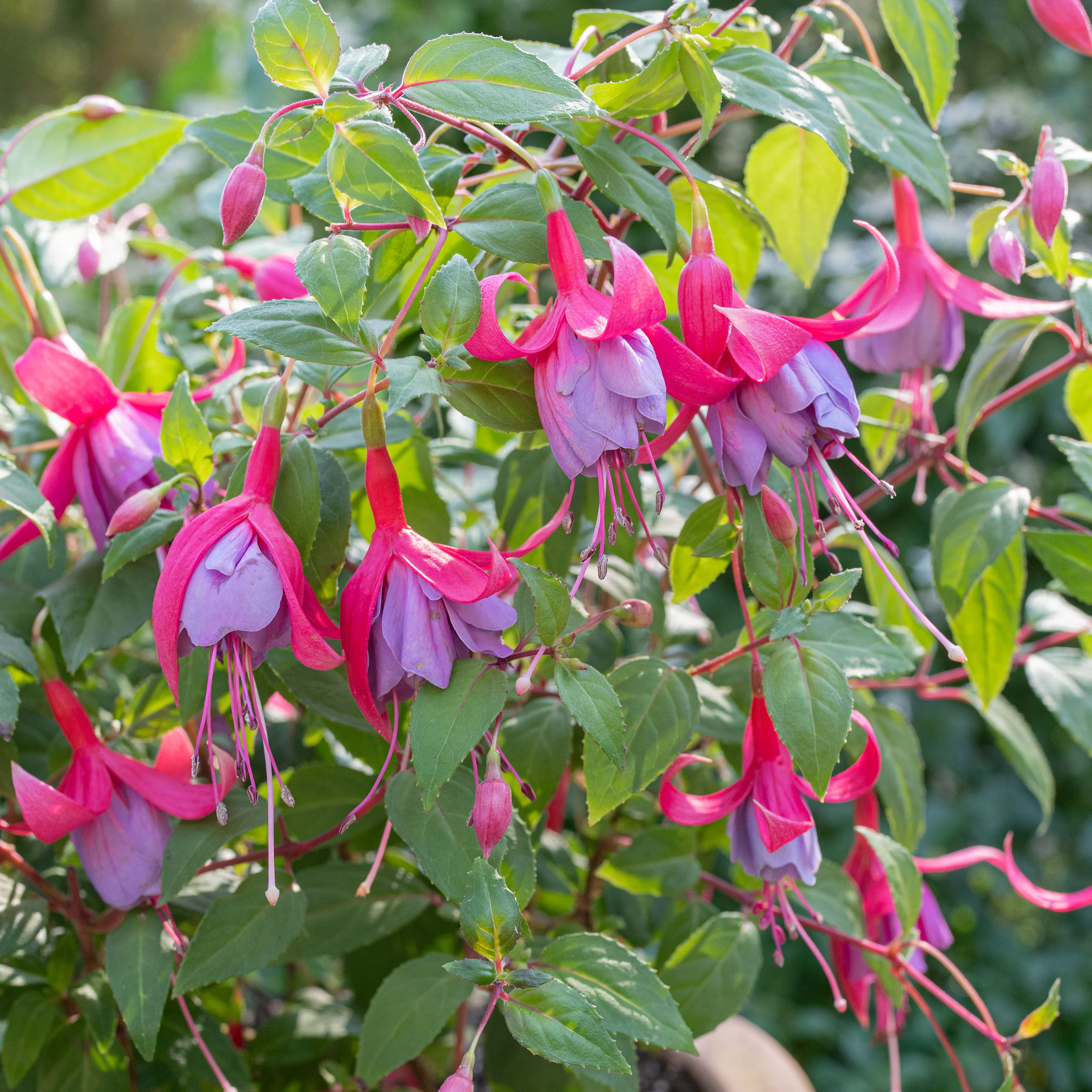 Fuchsia 'Tennessee Waltz' - S1 - Image 2