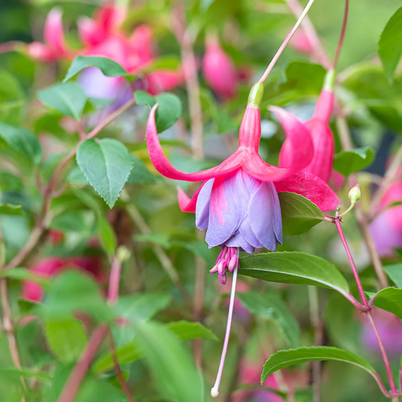 Fuchsia 'Tennessee Waltz' - S1 - Image 3