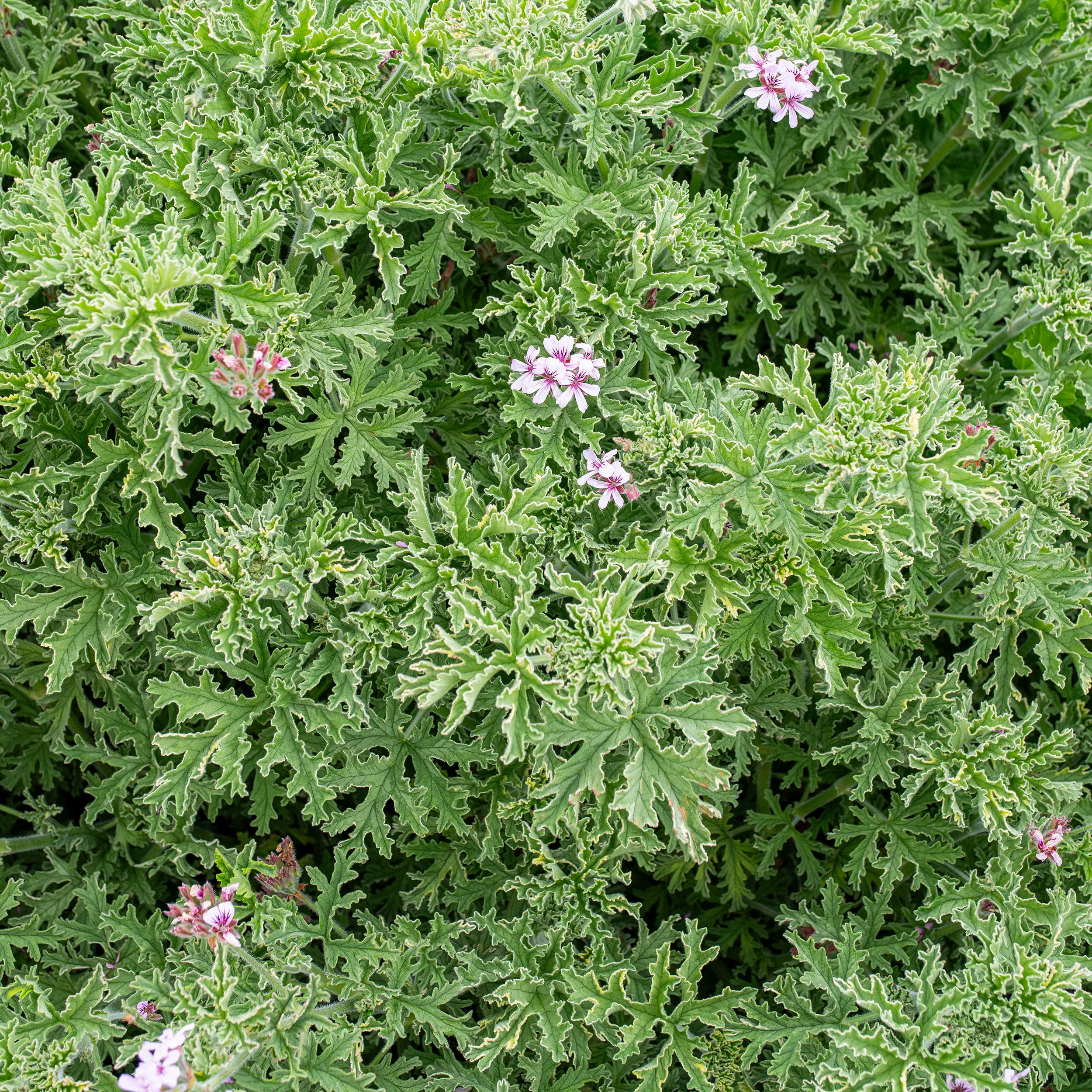 Geranium 'Grey Lady Plymouth' - S1 - Image 3