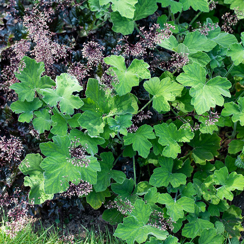 Geranium 'Peppermint' - S1 - Image 3