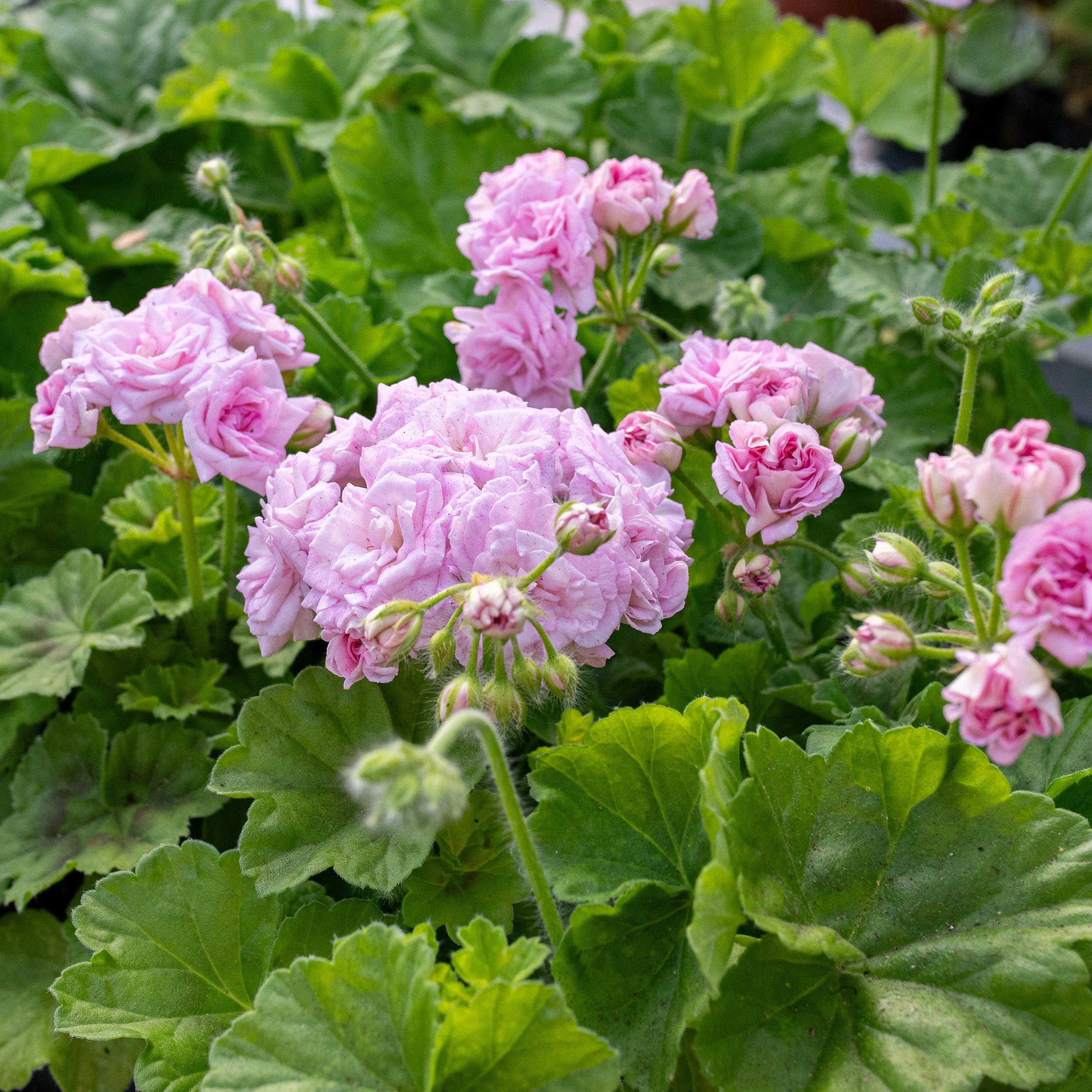 Best Selling Plants