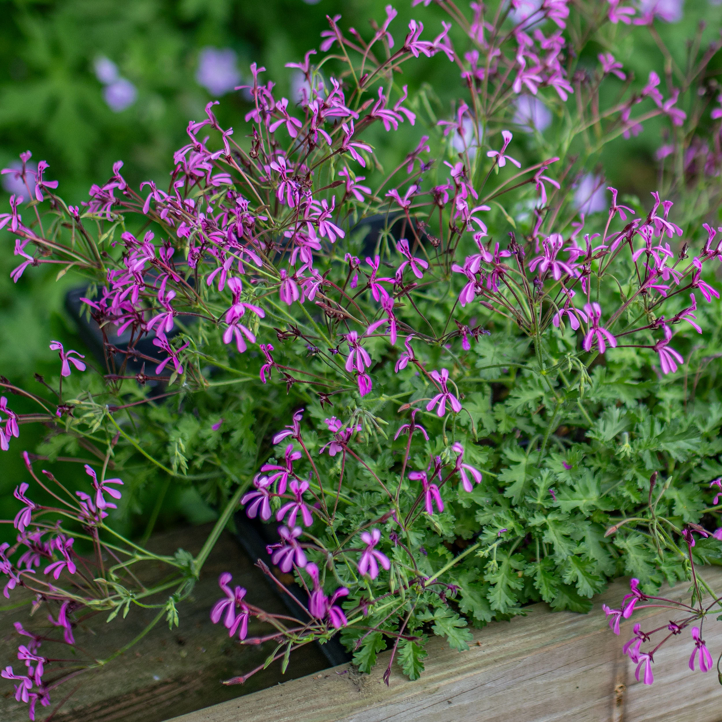 Geranium 'Pink Spice' - S1 - Image 2