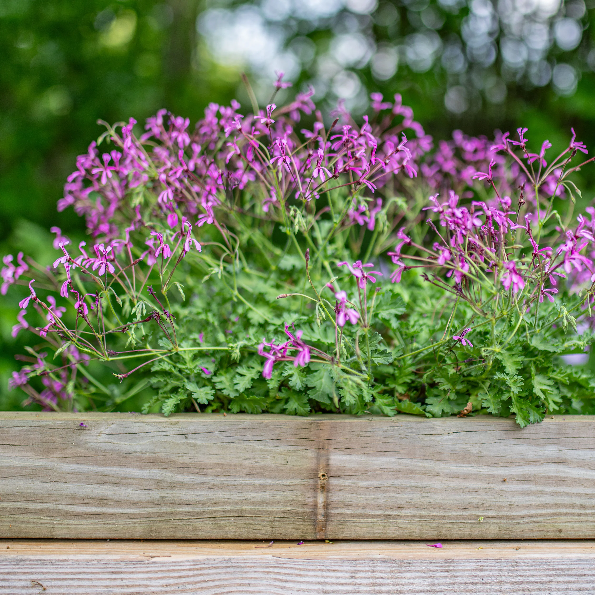 Geranium 'Pink Spice' - S1 - Image 3