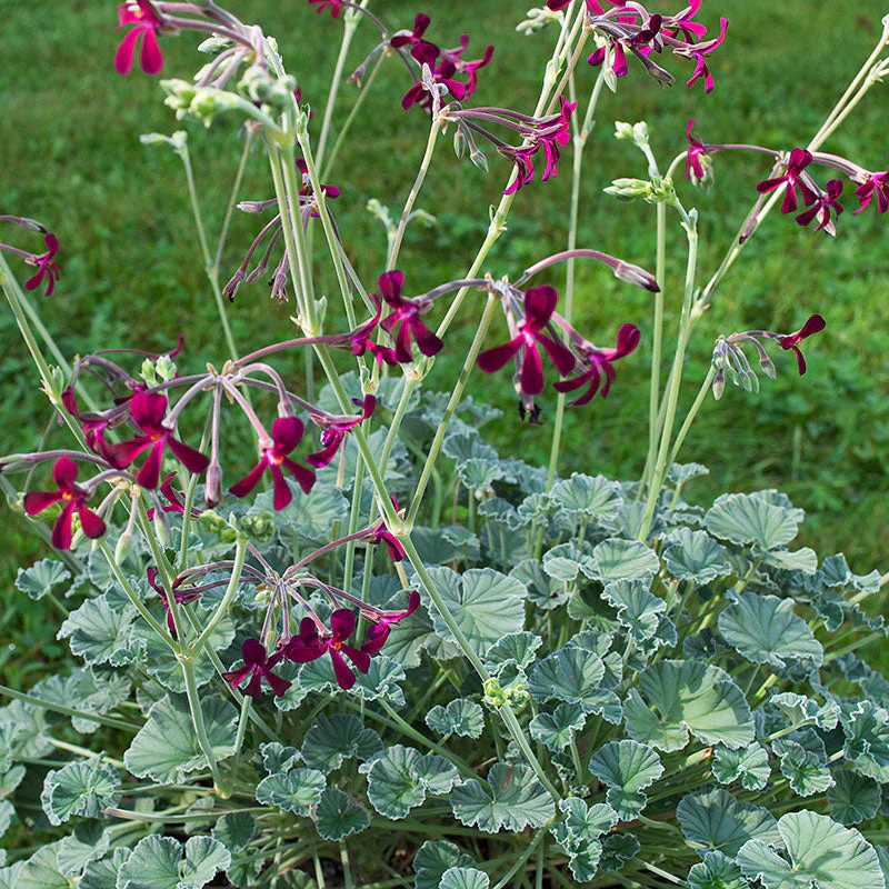Geranium 'Sidoides' - S1 - Image 3
