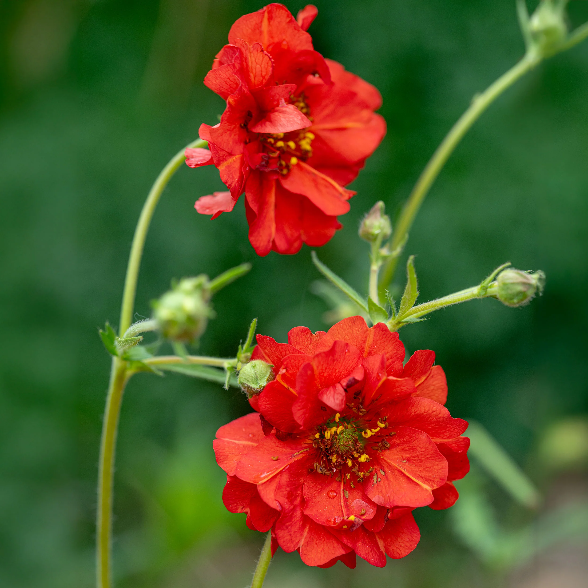 Geum 'Red Dragon' - Image 2