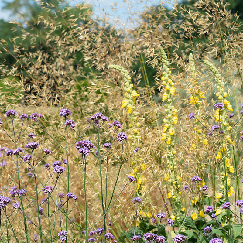 Grass - Giant Feather - Image 2