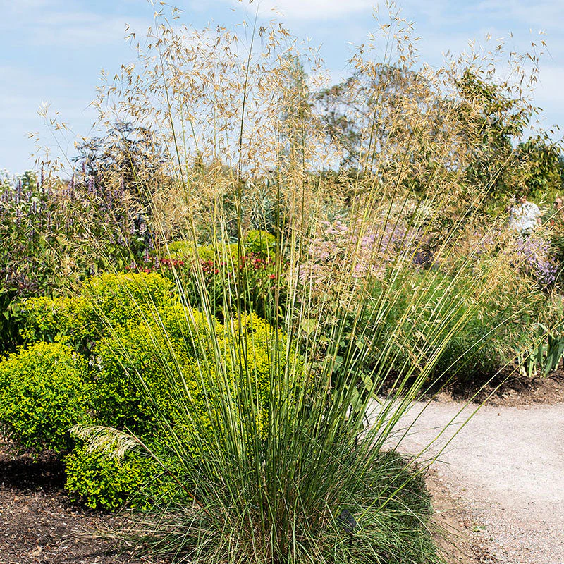 Grass - Giant Feather - Image 3