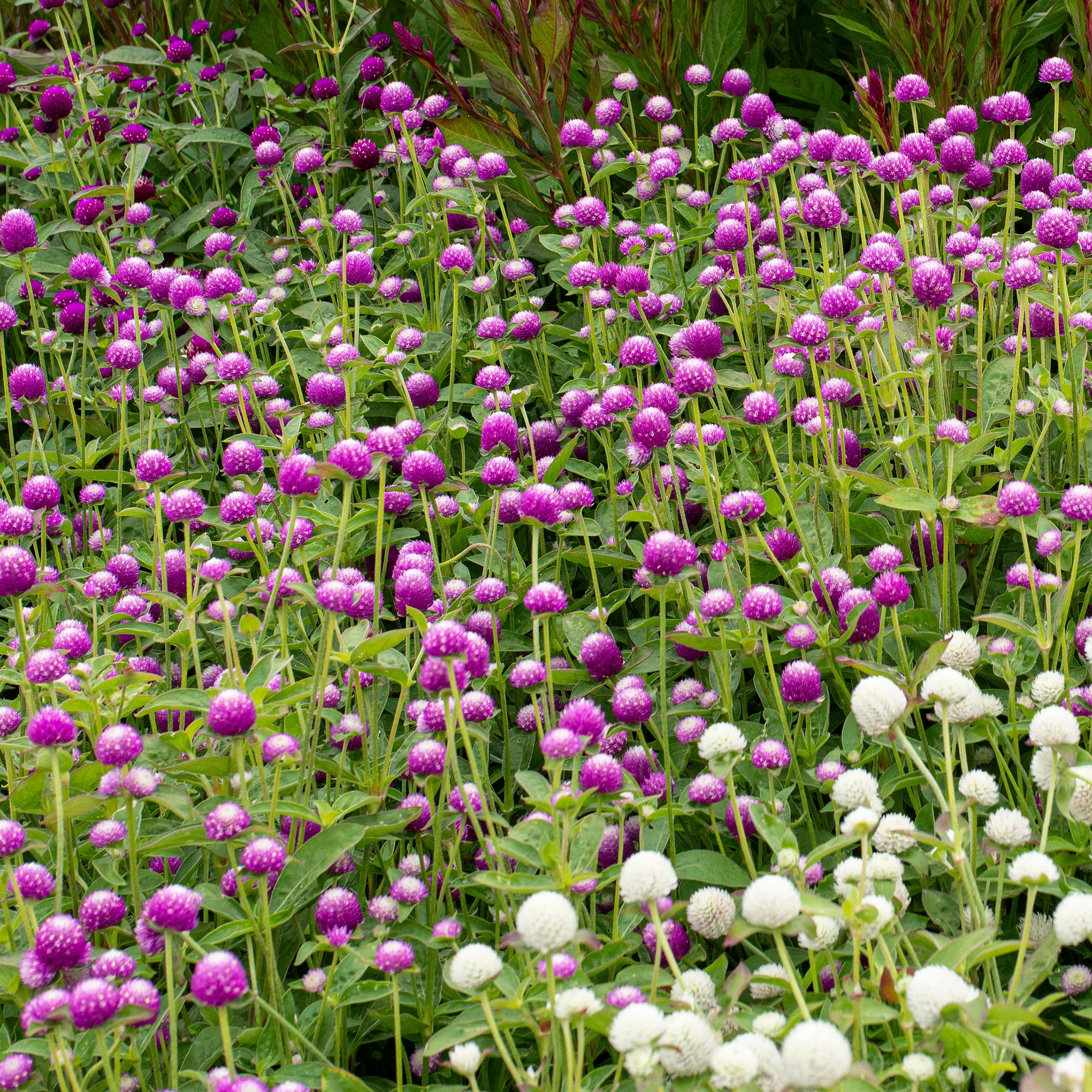 Globe Amaranth 'Audray Bicolor Rose' - Image 2