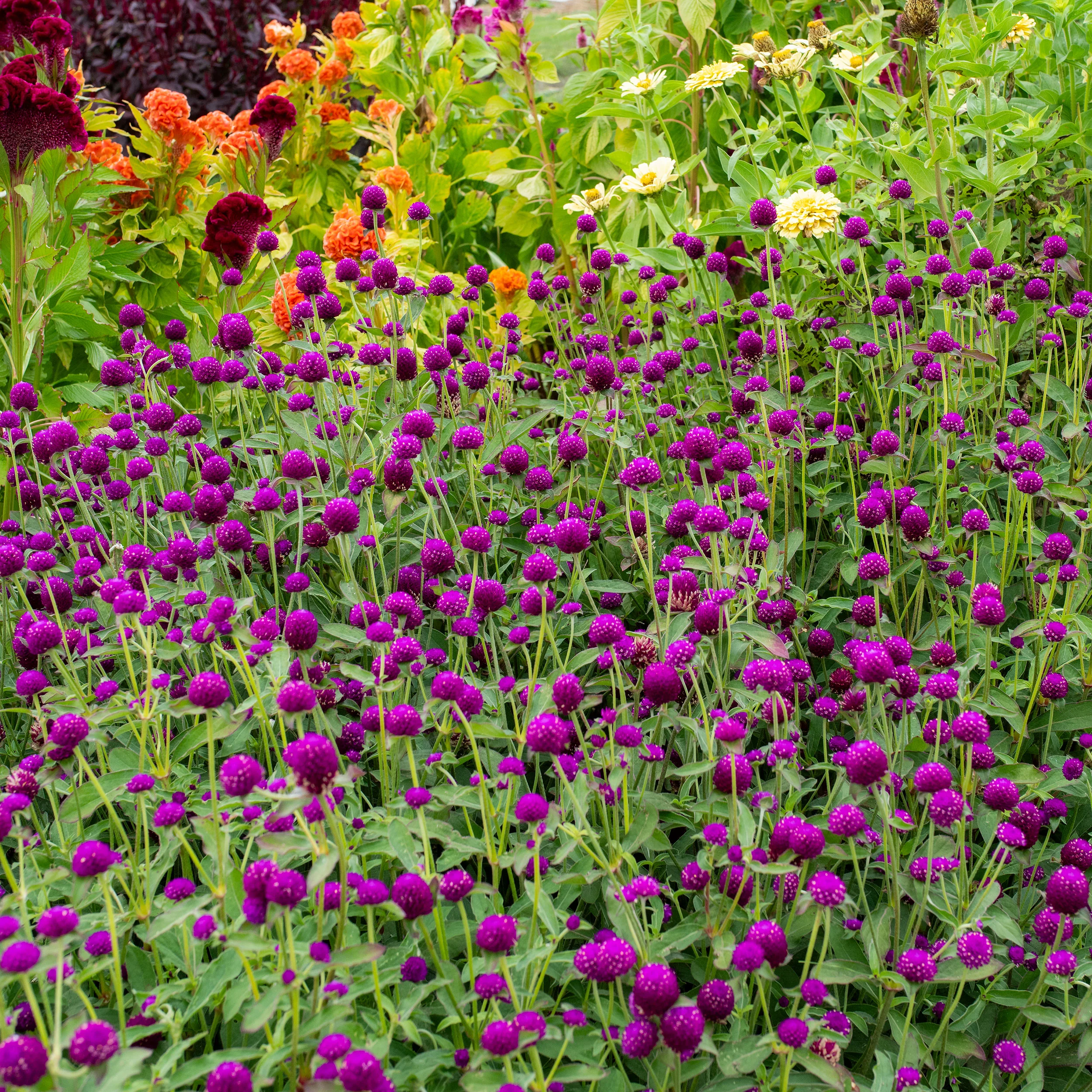 Globe Amaranth 'Purple' - Image 2