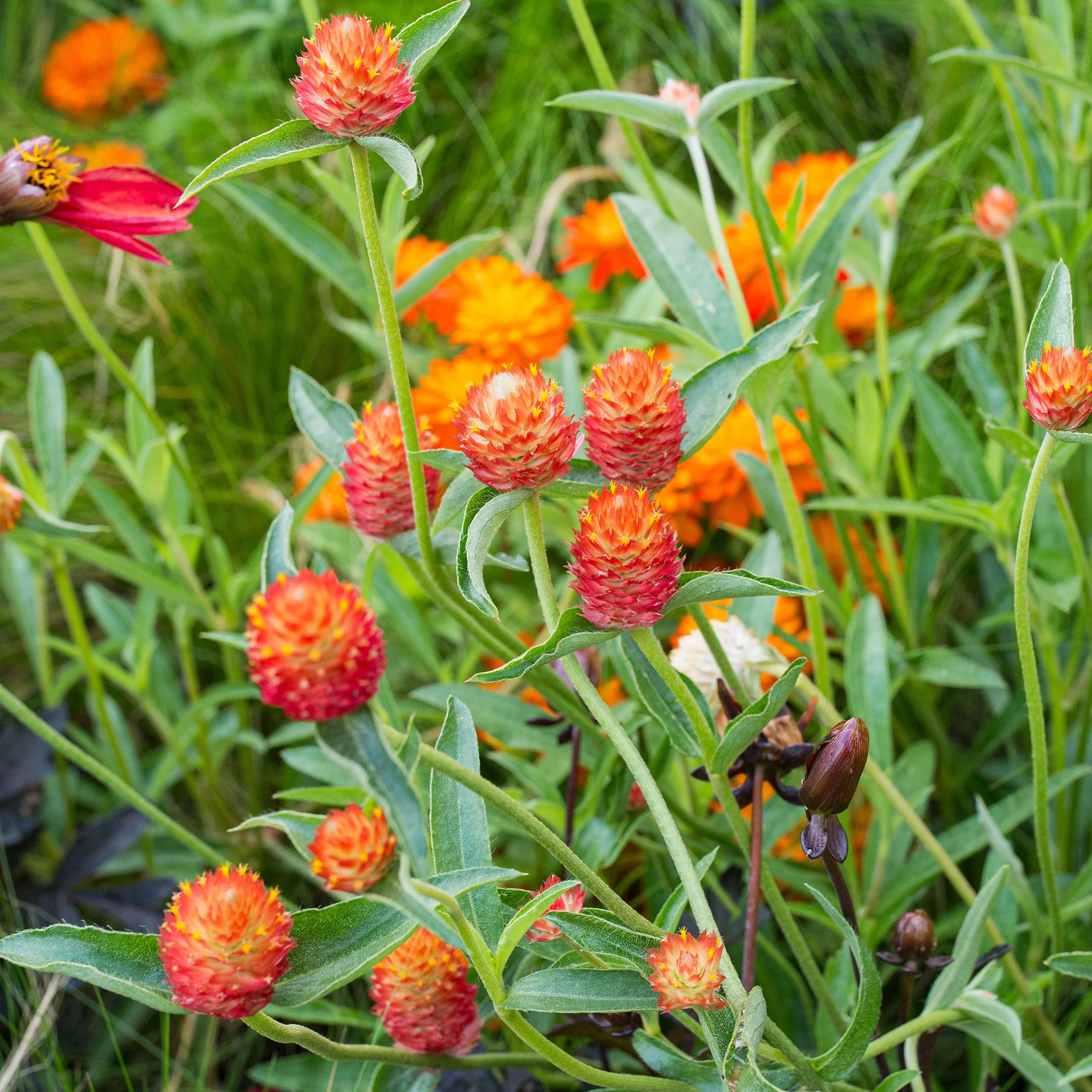 Globe Amaranth 'QIS® Orange' - Image 2