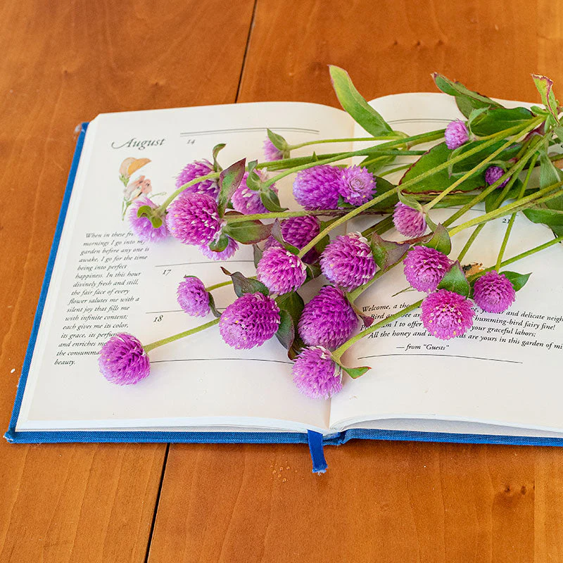 Globe Amaranth 'QIS® Pink' - Image 2