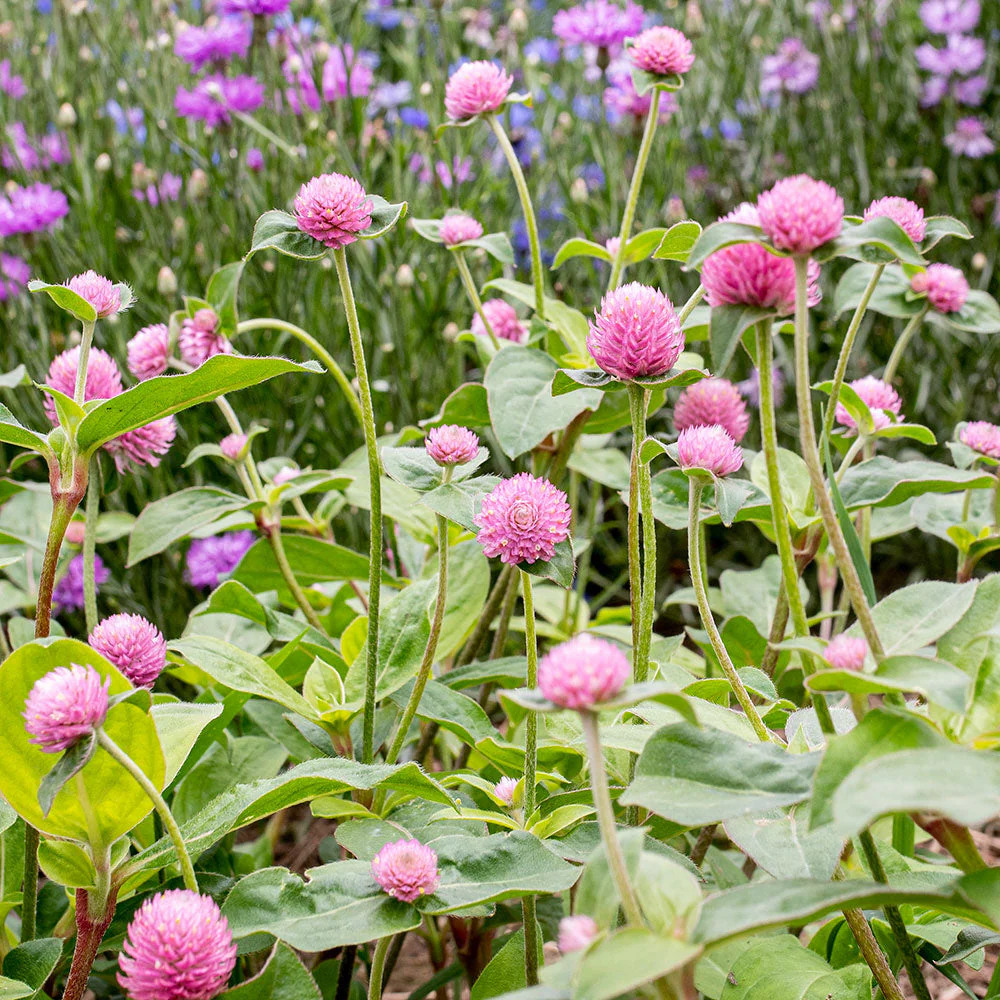 Globe Amaranth 'Salmon Pastel' - Image 2