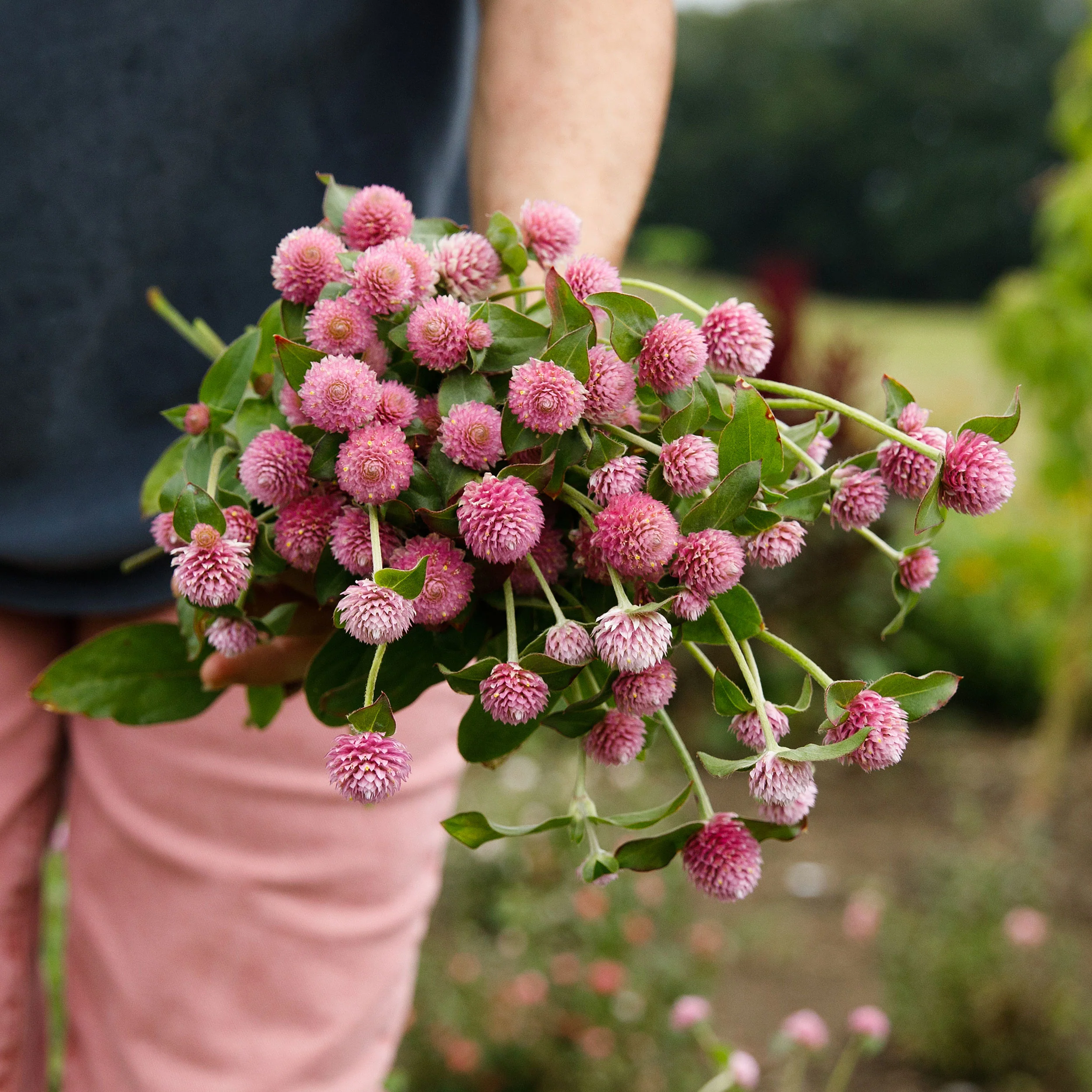 Globe Amaranth 'Salmon Pastel' - Image 3