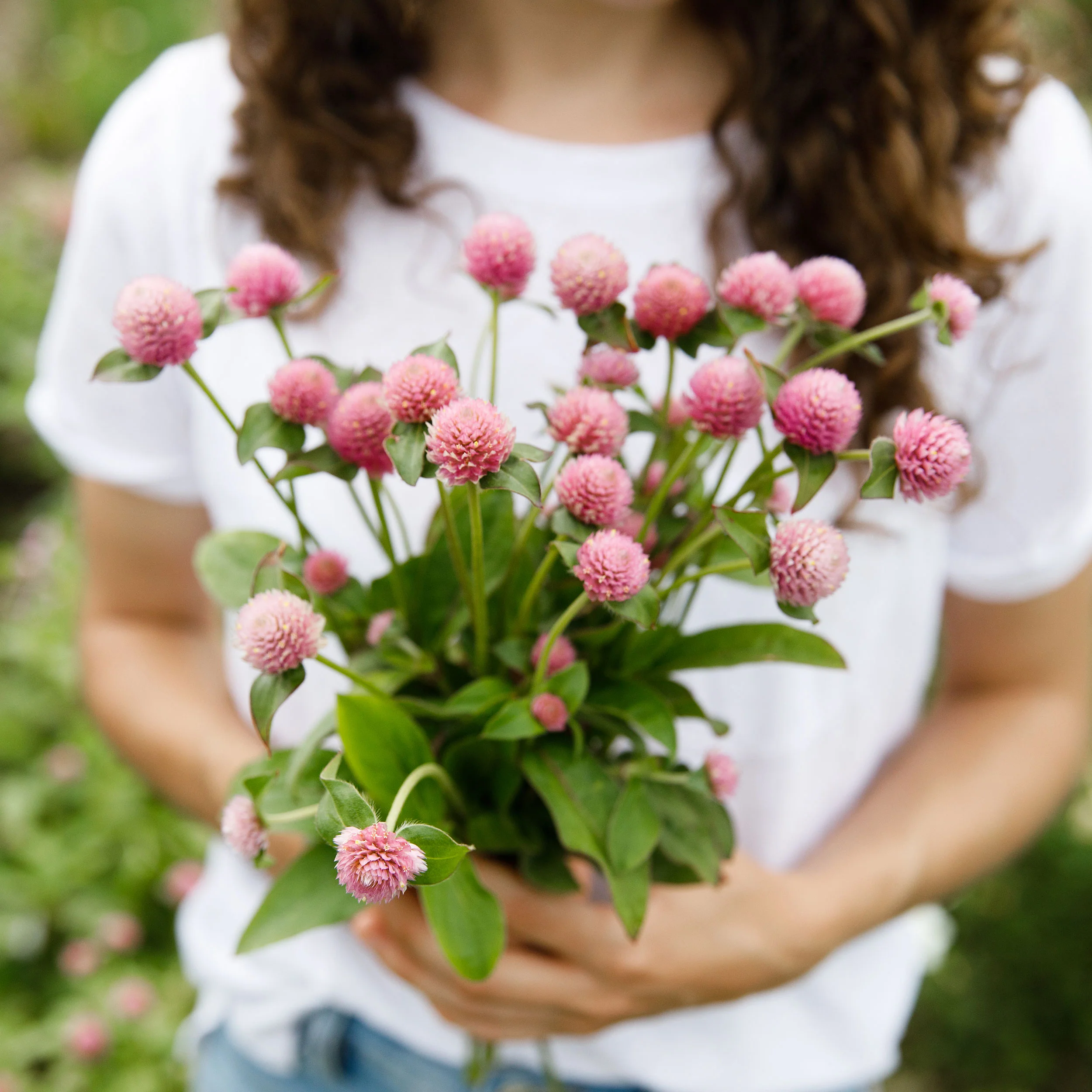 Globe Amaranth 'Salmon Pastel' - Image 4
