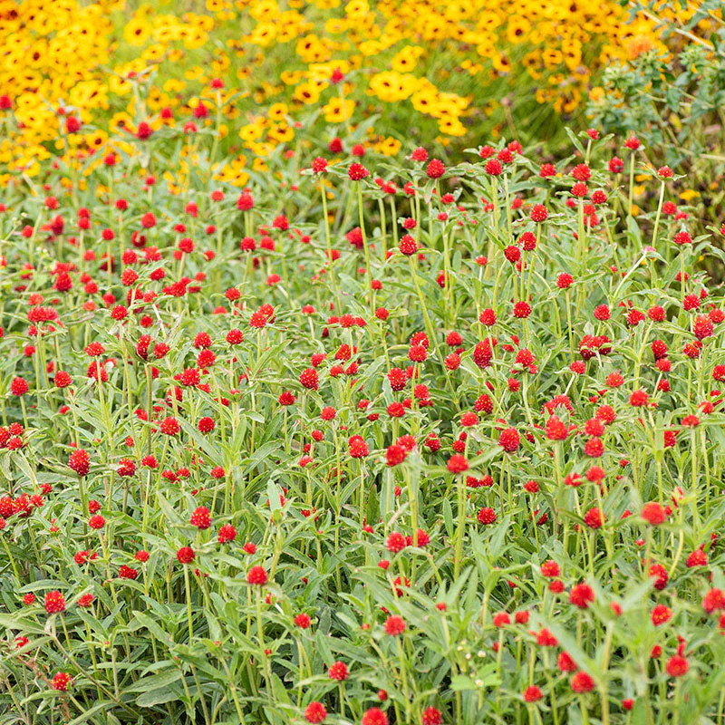 Globe Amaranth 'Strawberry Fields' - Image 2
