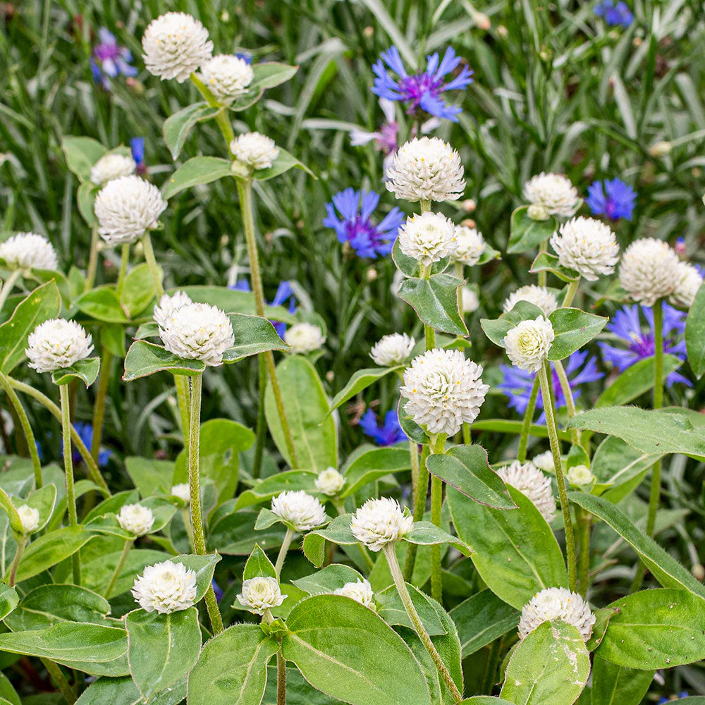 Globe Amaranth 'White' - Image 2