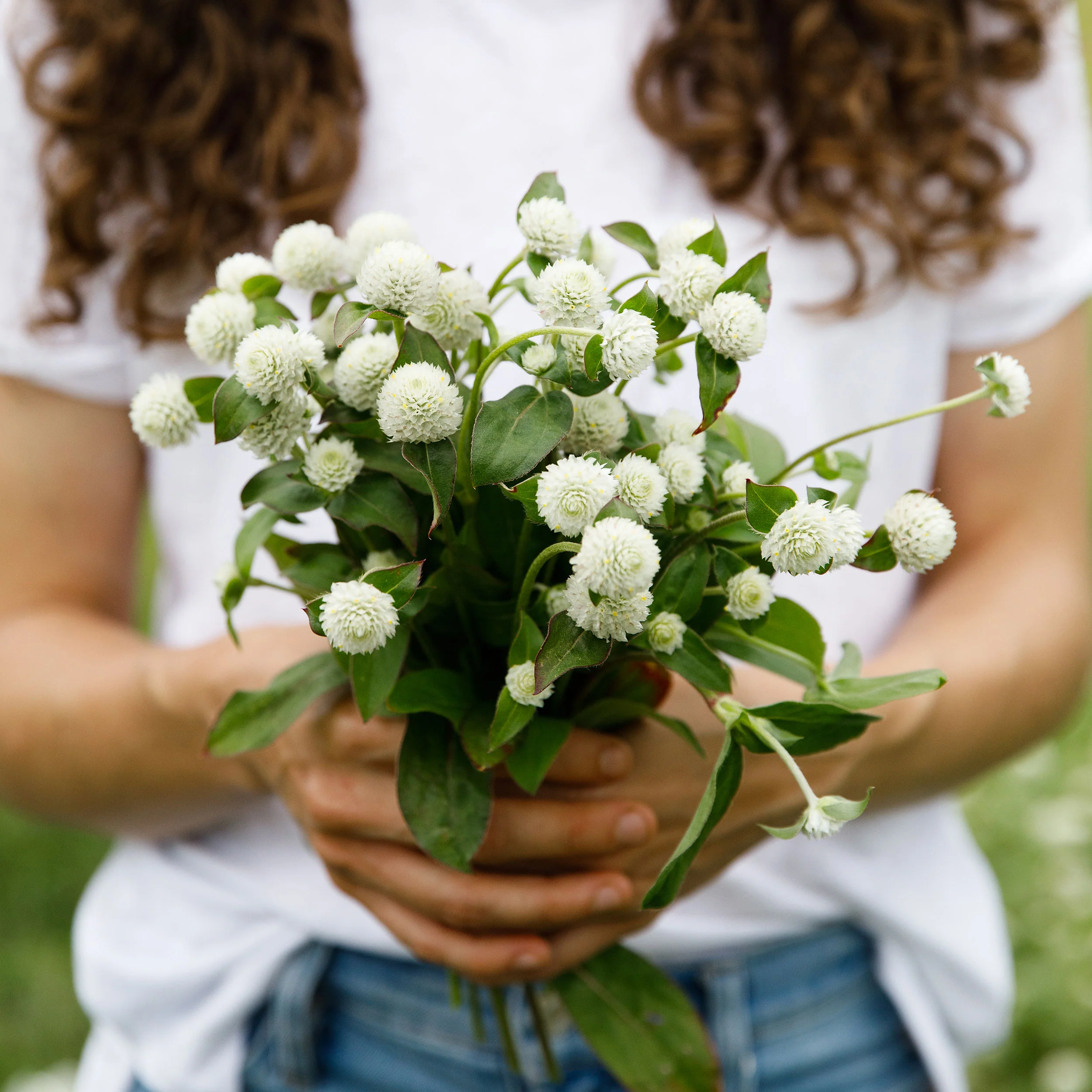 Globe Amaranth 'White' - Image 3