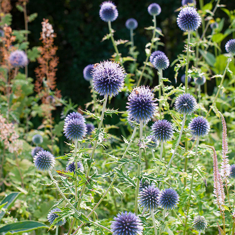 Globe Thistle 'Blue Glow' - Image 2