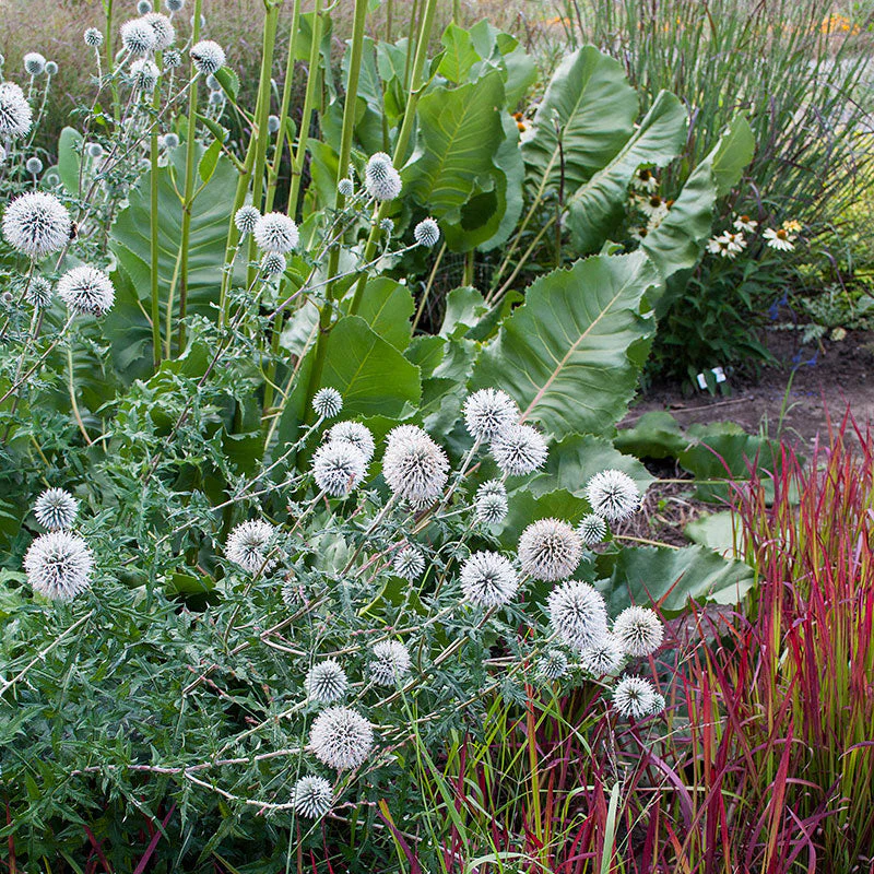 Globe Thistle 'Star Frost' - Image 2