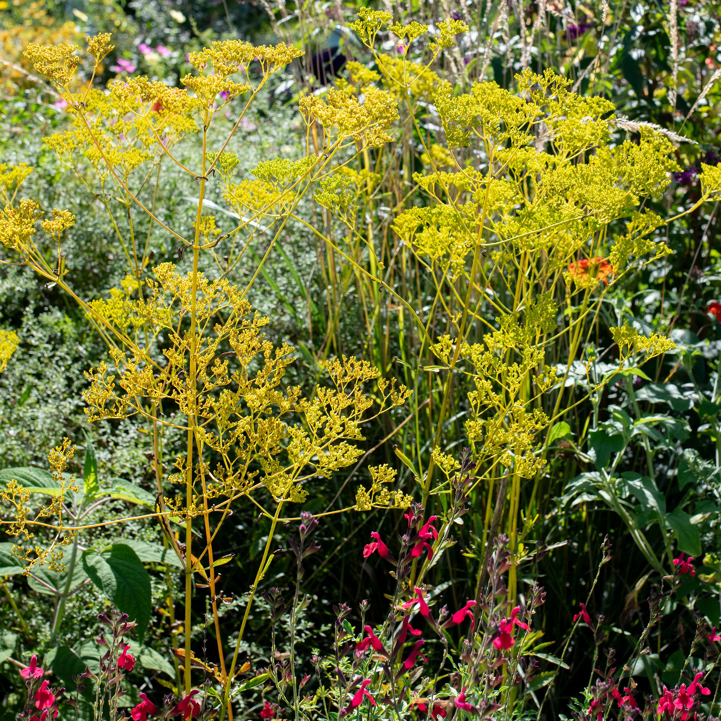 Golden Lace - Image 2