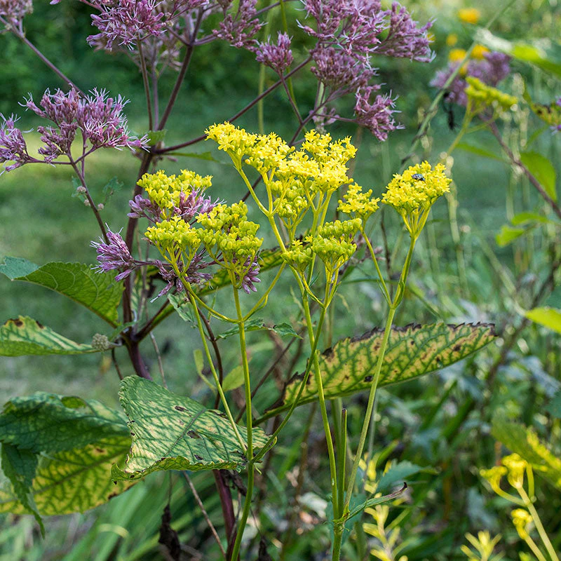 Golden Lace - Image 3