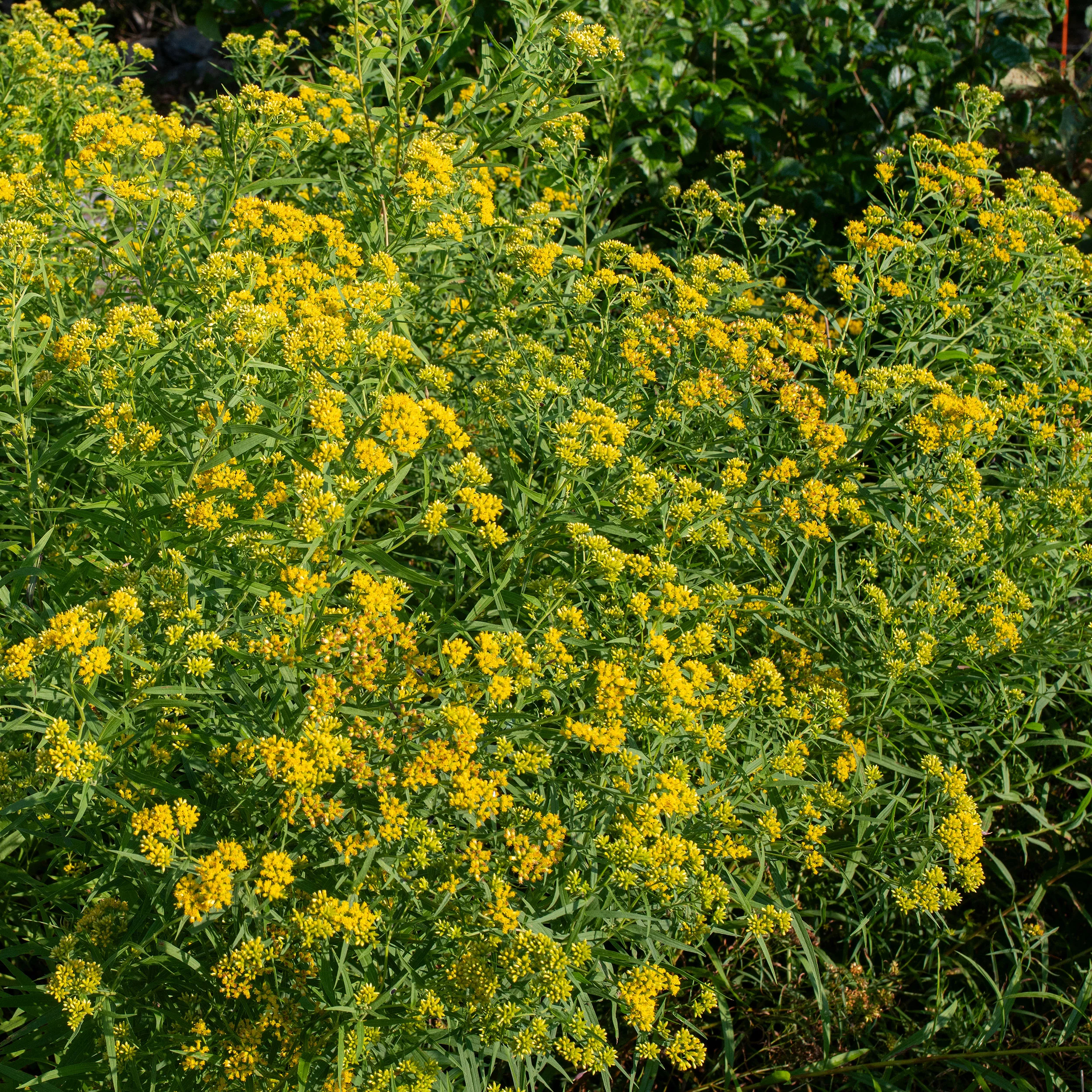 Grass-leaved Goldenrod - Image 2