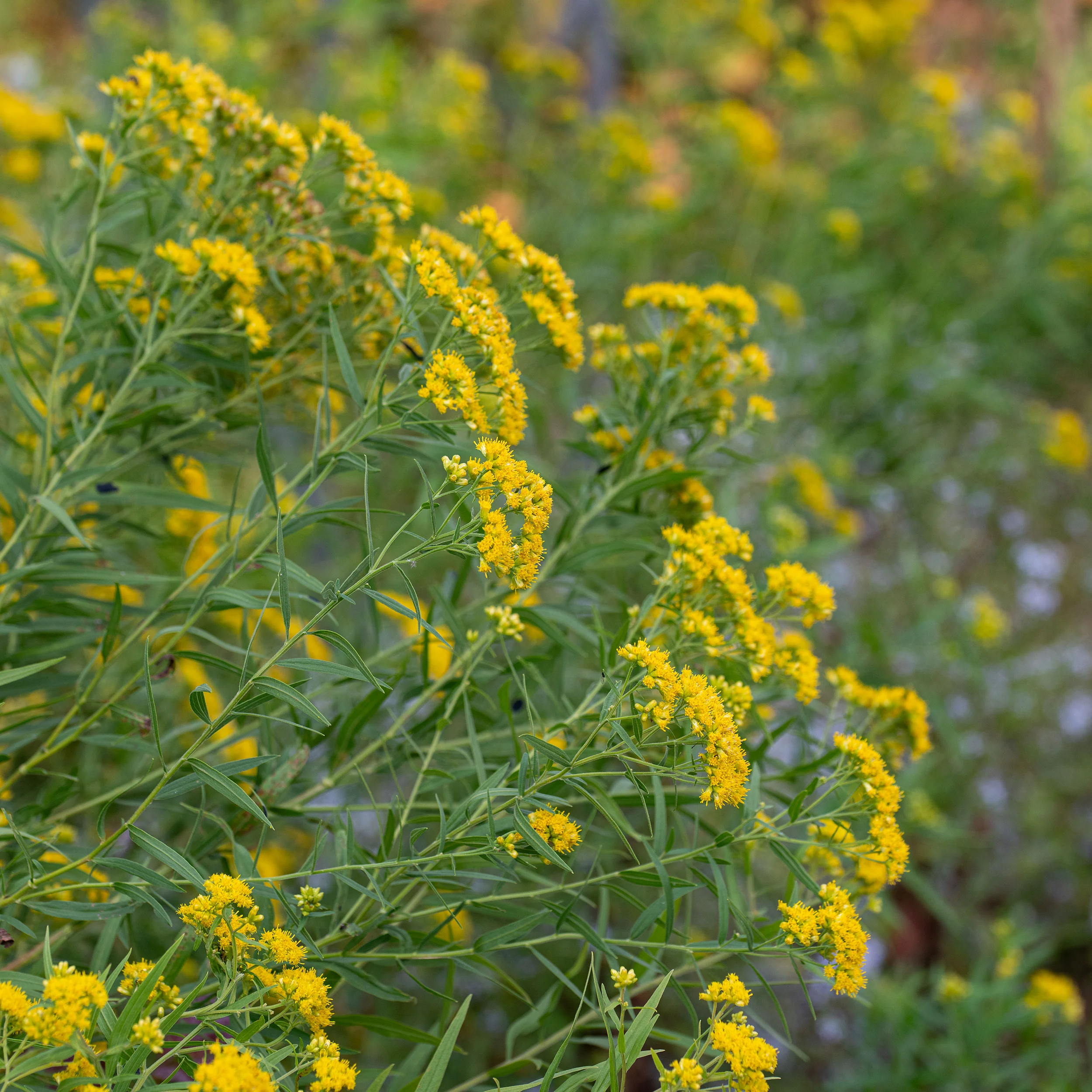 Grass-leaved Goldenrod - Image 3