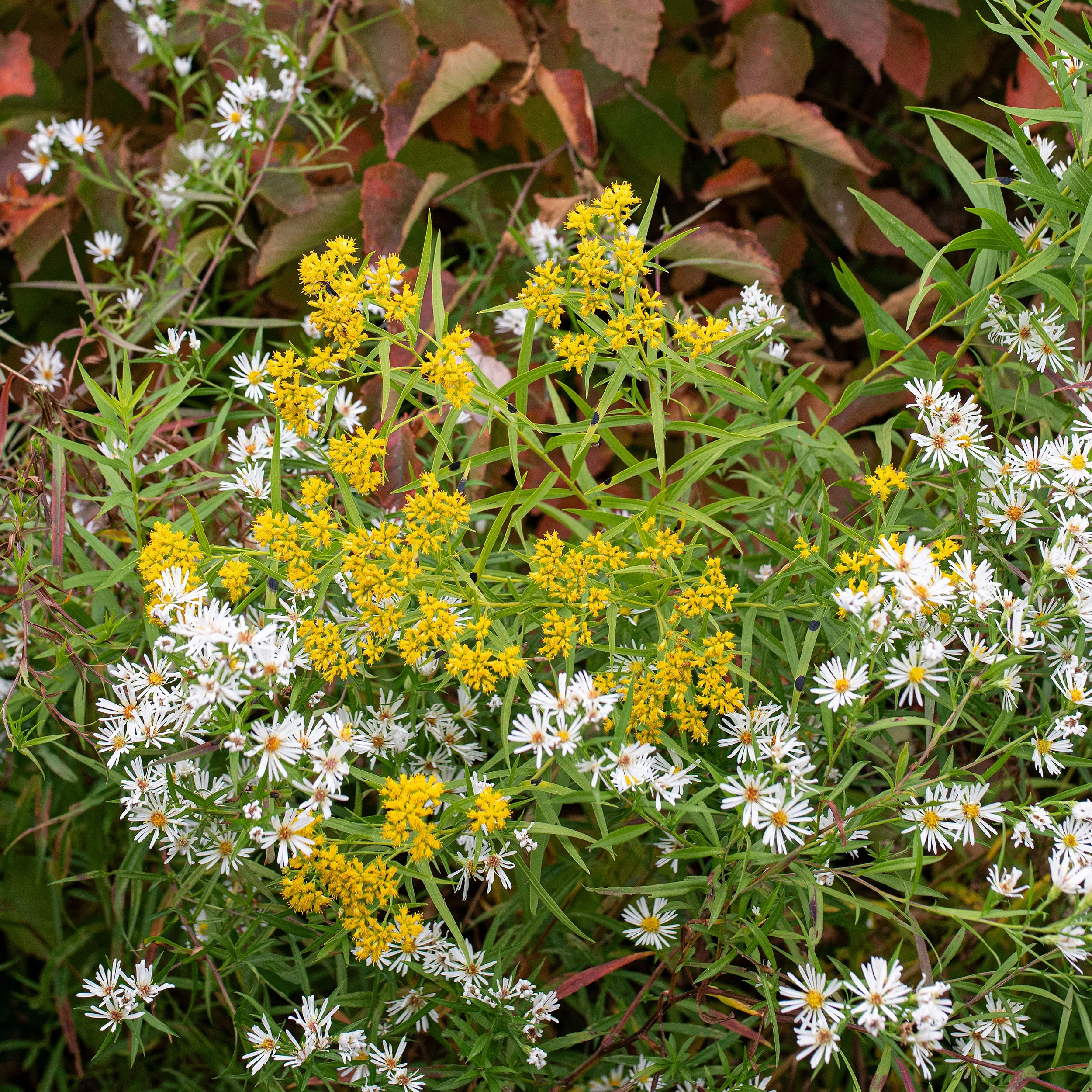Grass-leaved Goldenrod - Image 4