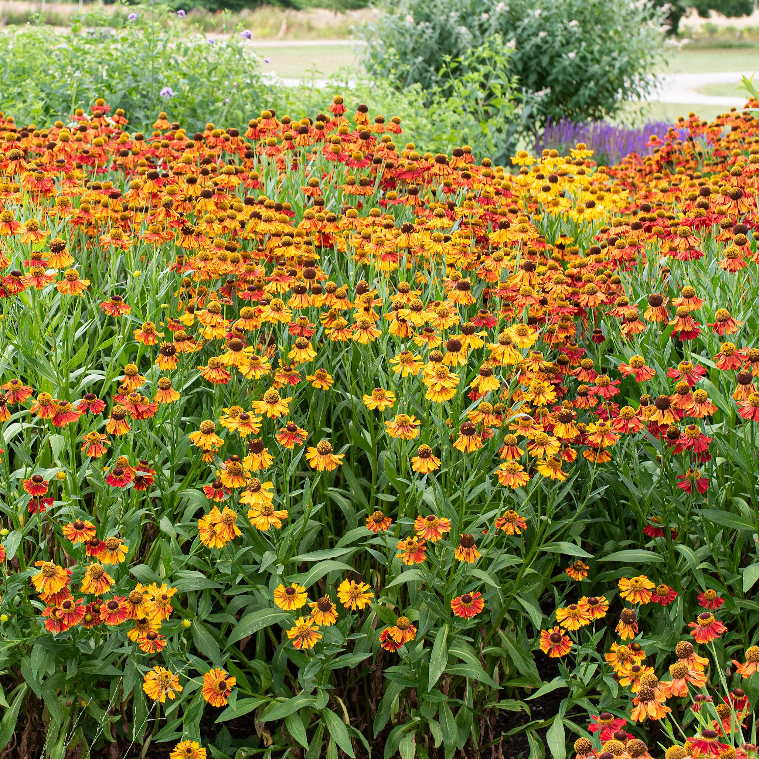 Helenium 'Moerheim Beauty' - S1 - Image 2