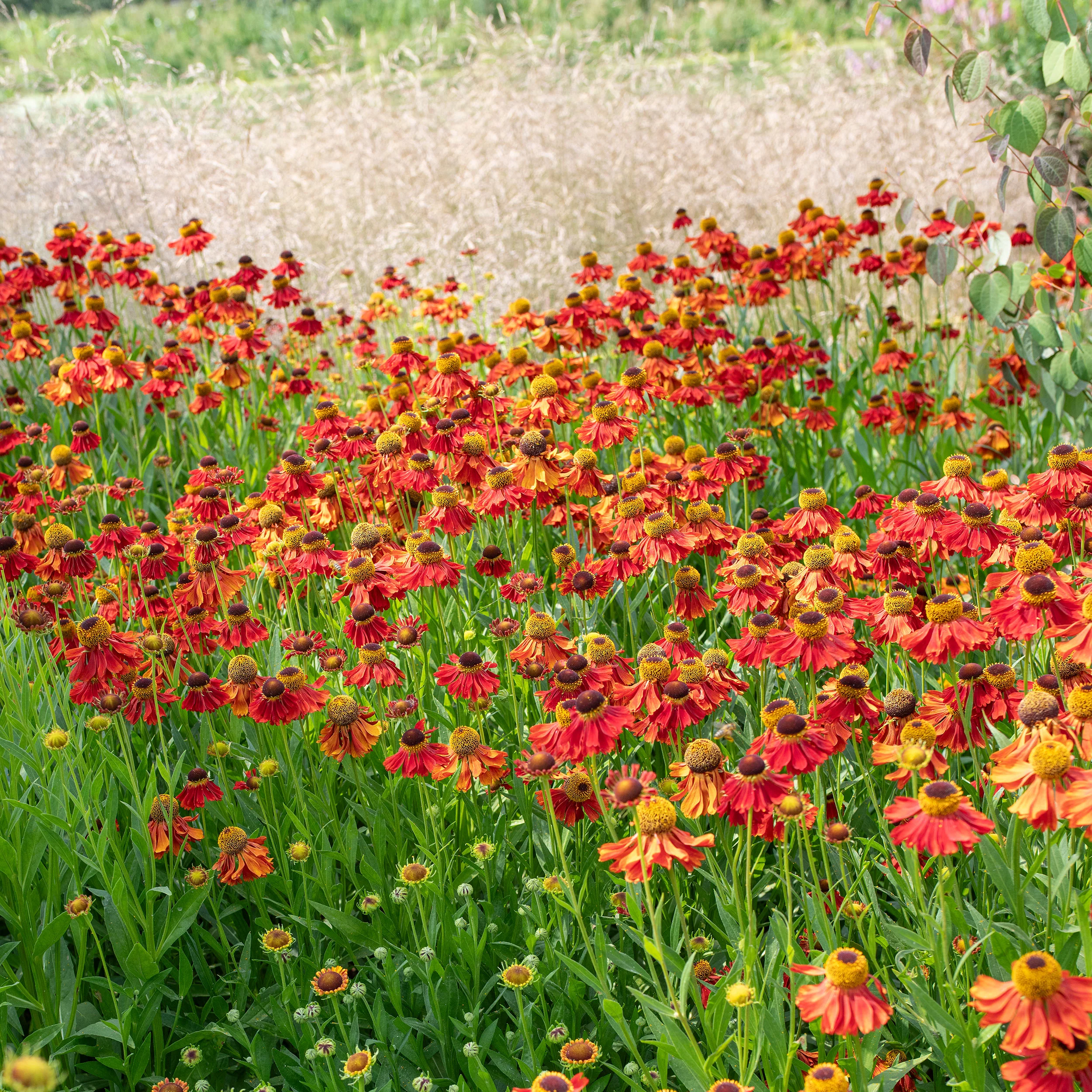 Helenium 'Moerheim Beauty' - S1 - Image 3