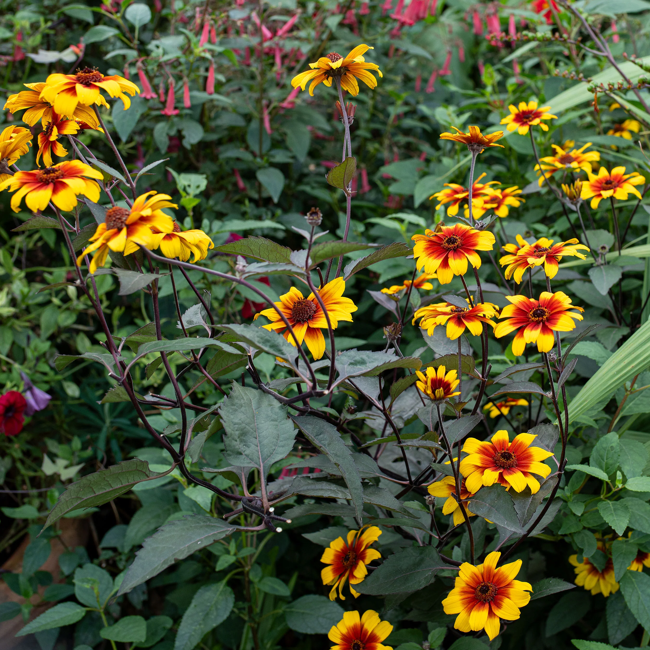 Heliopsis 'Burning Hearts' - Image 2