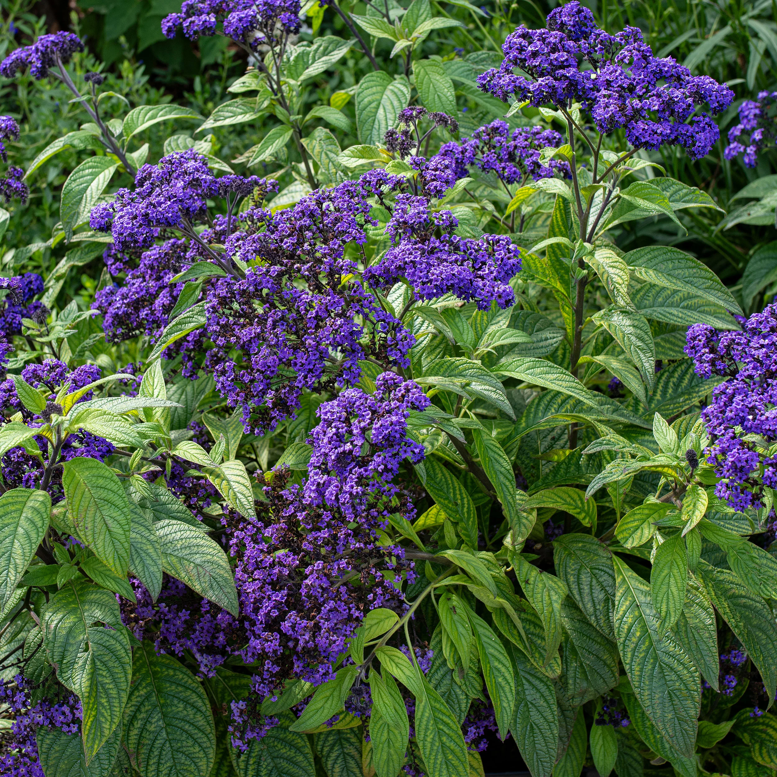 Heliotrope 'Marine' - Image 2