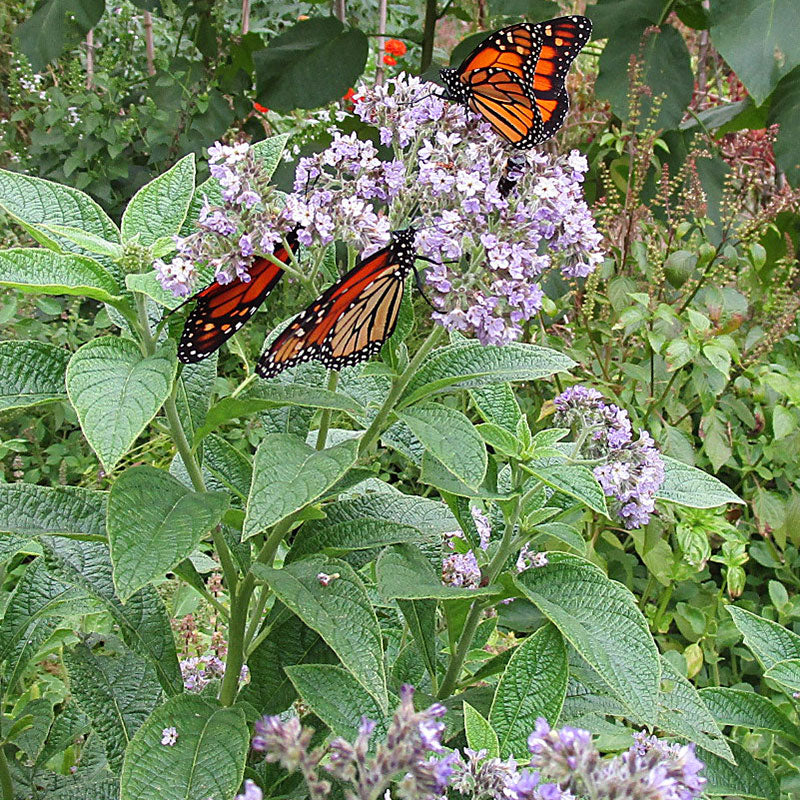 Heliotrope - Old Fashioned - Image 2