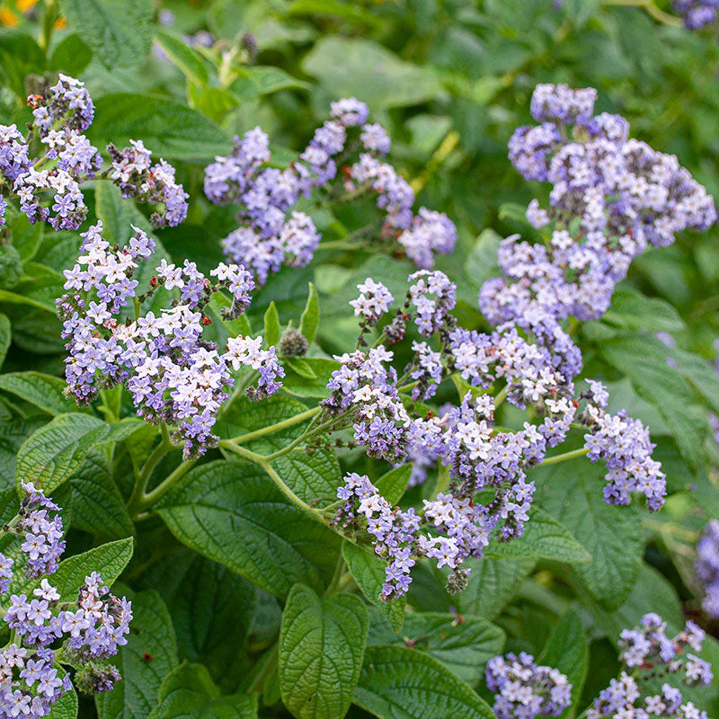 Heliotrope - Old Fashioned - Image 3