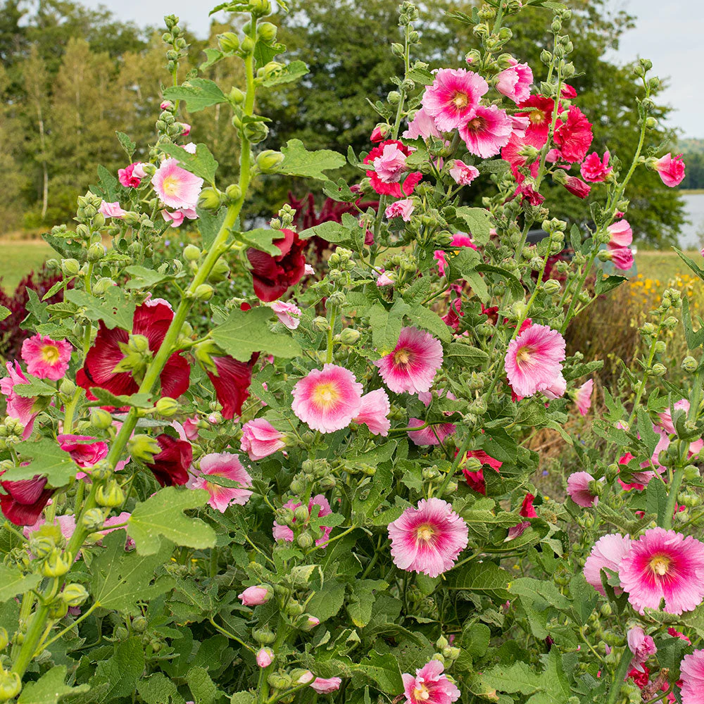 Hollyhock 'Indian Spring' - Image 2