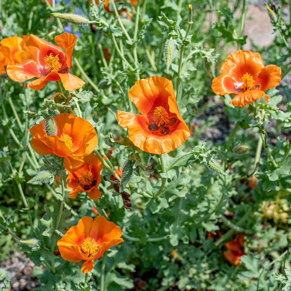 Horned Poppy 'Burnt Orange' - Image 3