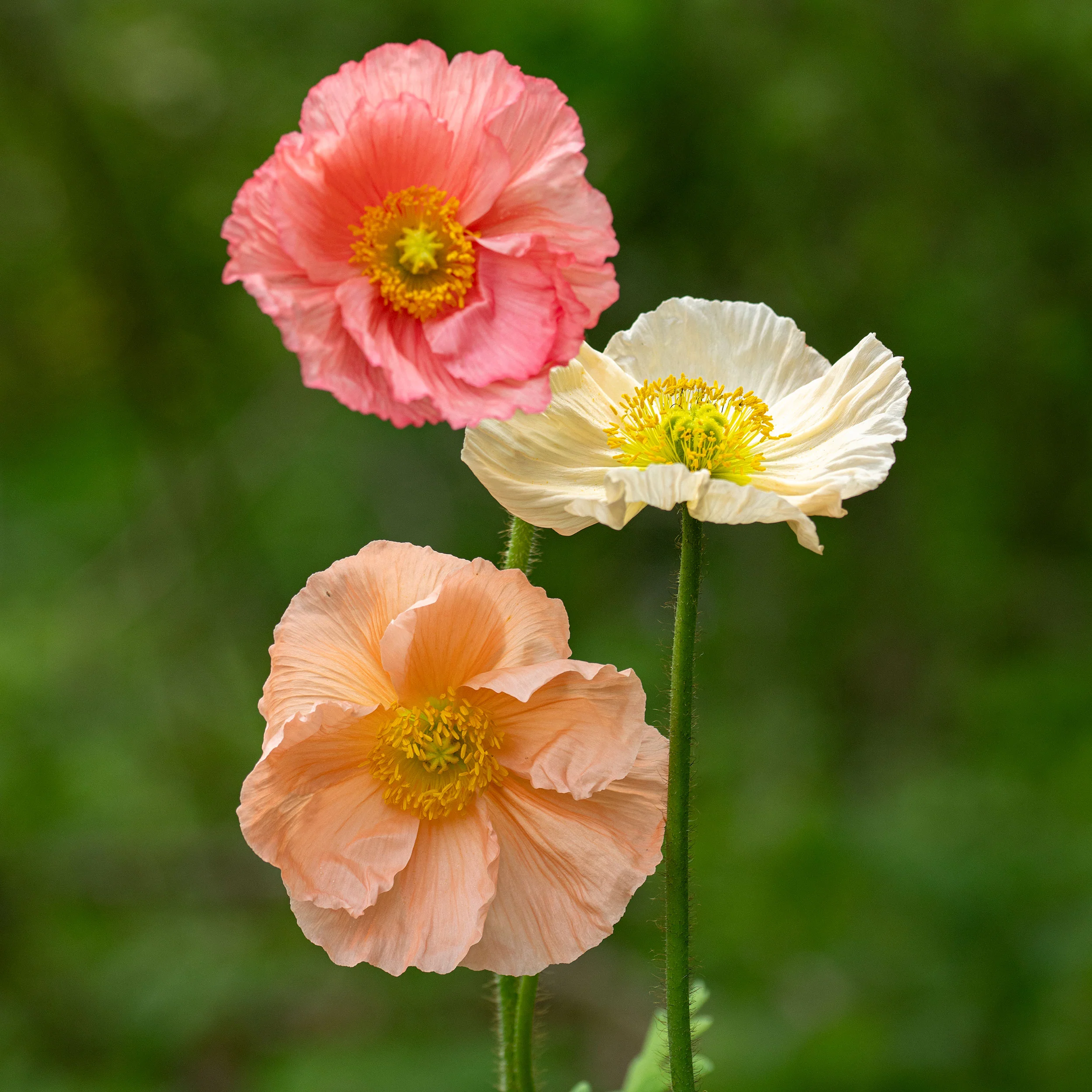 Poppy - Iceland 'Colibri Dolce Vita Mix' F1 - Image 2