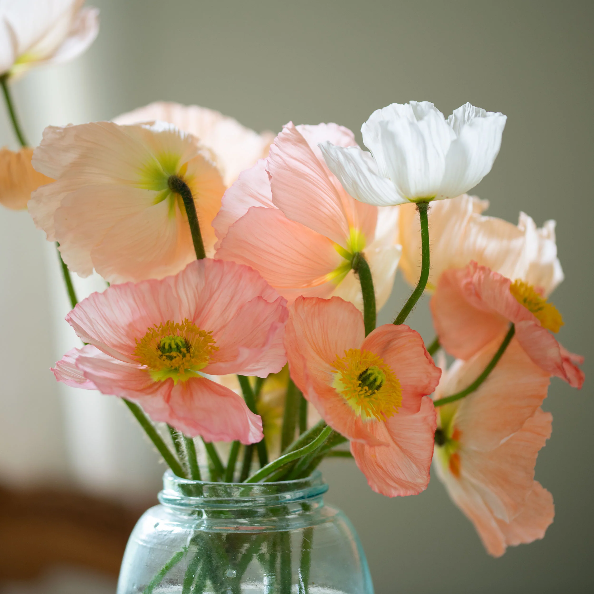 Poppy - Iceland 'Colibri Dolce Vita Mix' F1 - Image 3