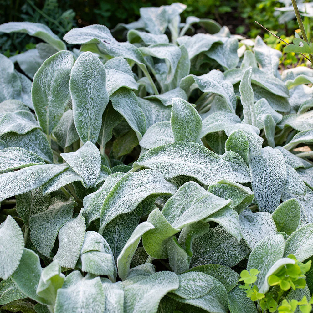 Lamb's Ears