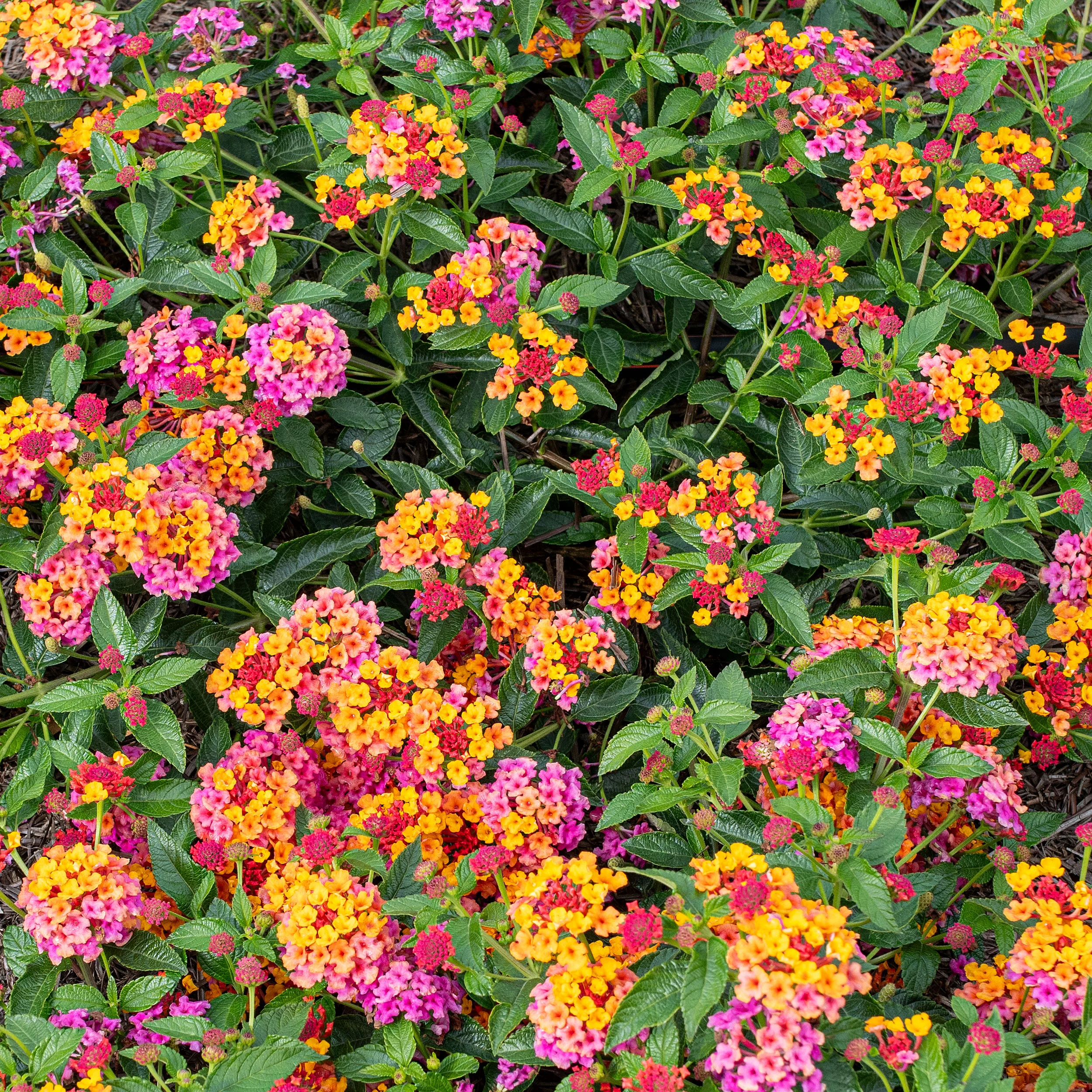 Lantana 'PassionFruit' - S1 - Image 2