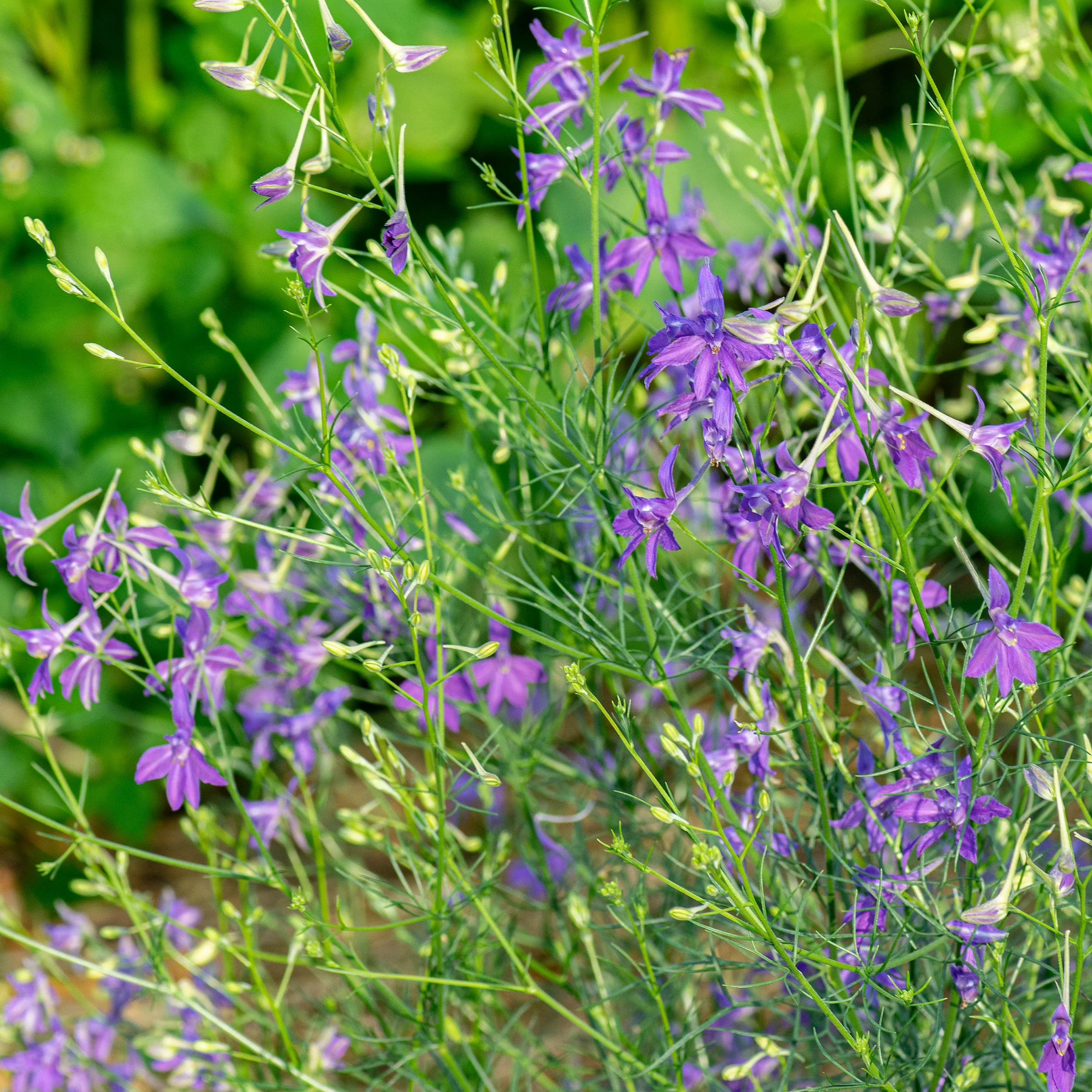 Larkspur 'Blue Cloud' - Image 3