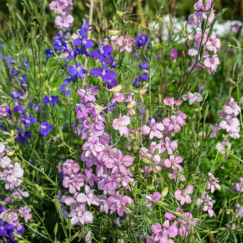 Larkspur 'Bunny Bloom' Organic - Image 2