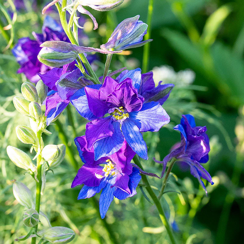 Larkspur 'Fancy Blue Purple' Organic - Image 3
