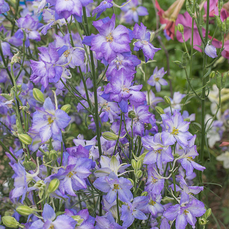 Larkspur 'Frosted Skies' - Image 3