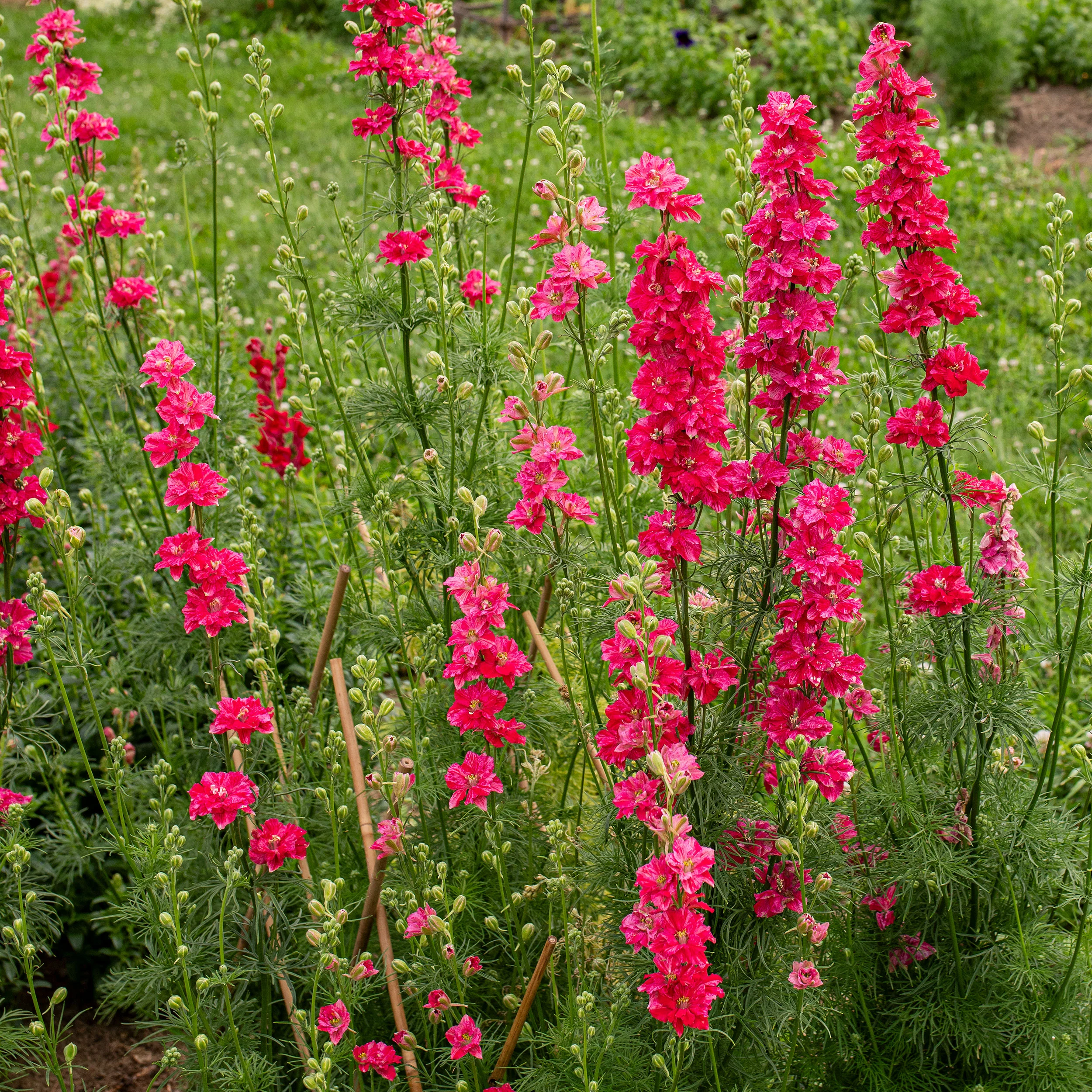 Larkspur 'King Size Scarlet' - Image 2