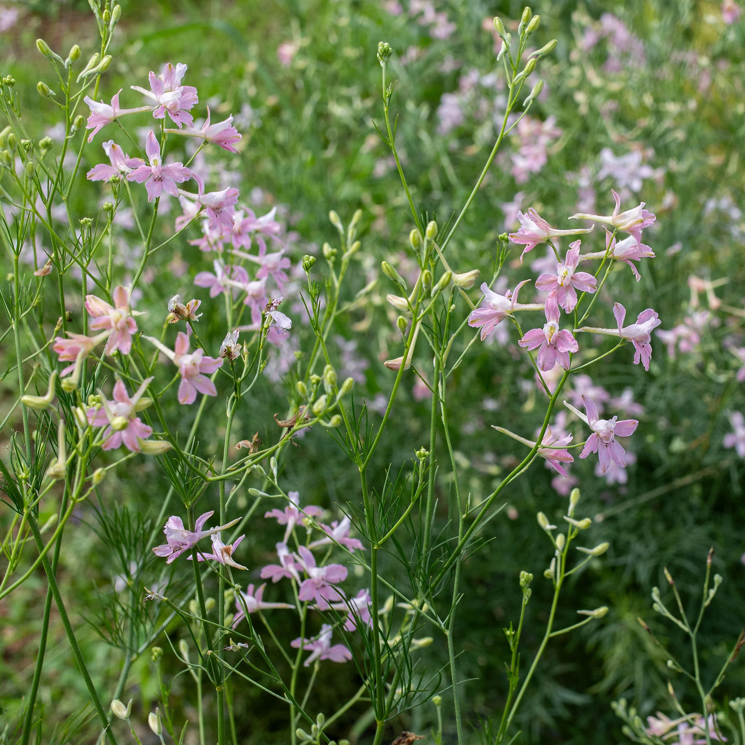 Larkspur 'Pink Cloud' - Image 3